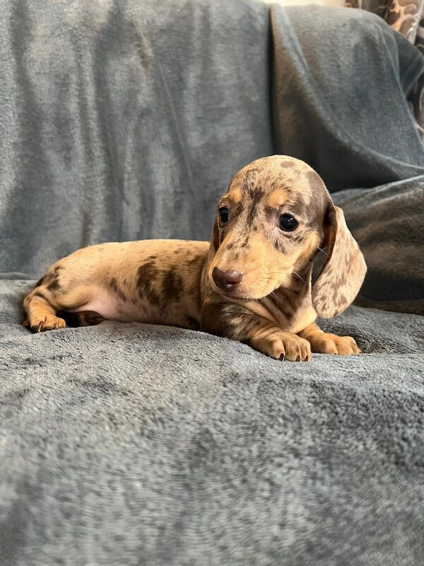 Dachshund Puppies For Sale In Scotland