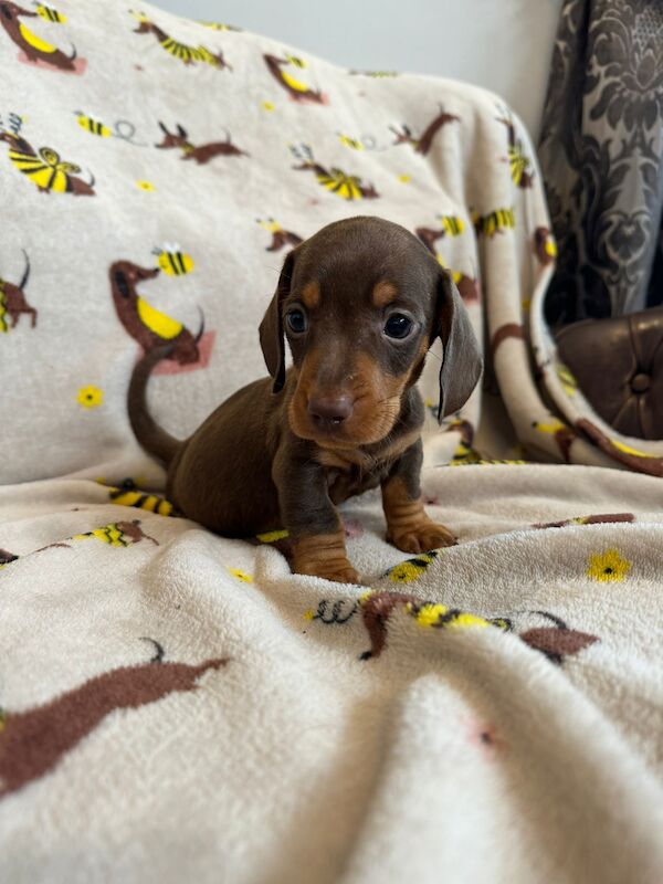 Dachshunds for sale in Stokesley, North Yorkshire