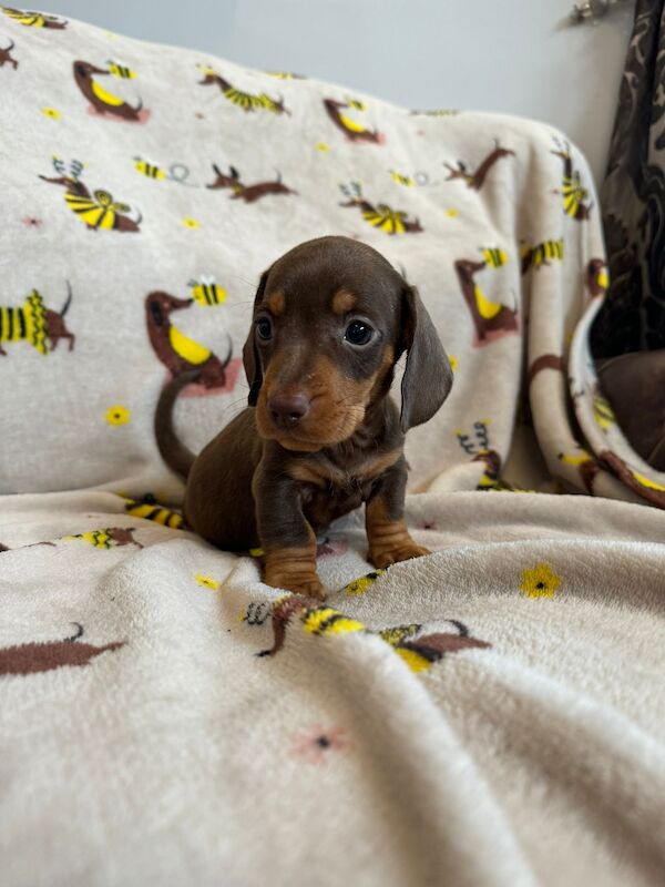 Dachshund Puppies for sale in North Yorkshire