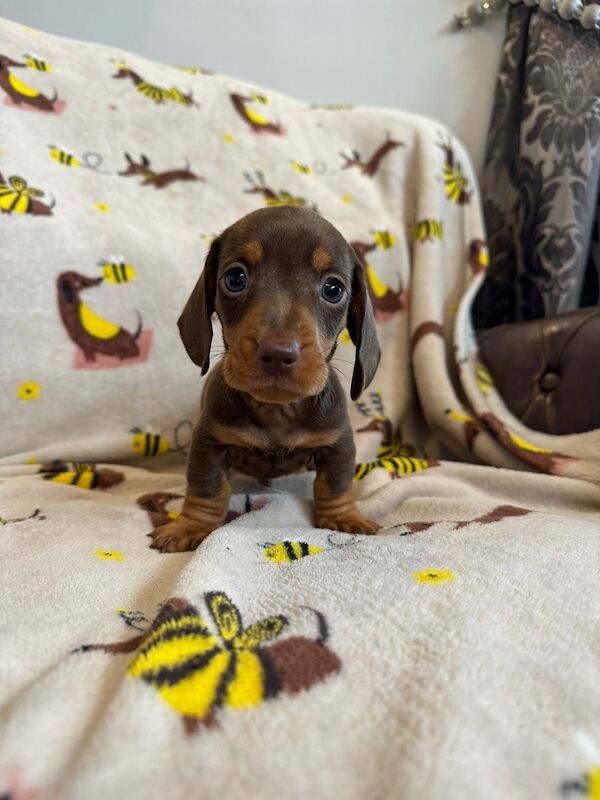 Dachshund Puppies for sale