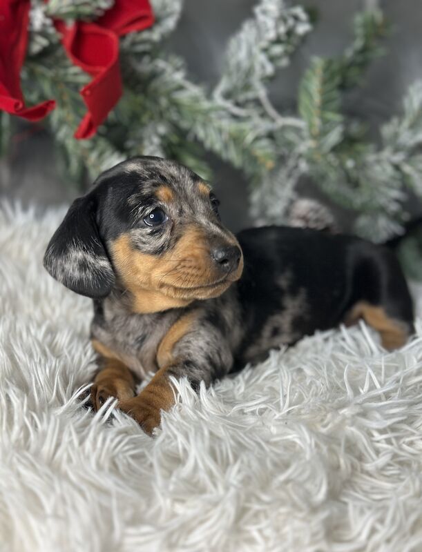 Miniature Dachshund Puppies for sale in Brentwood, Essex