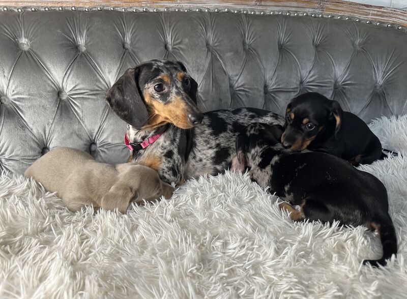 Miniature Dachshund Puppies for sale in Brentwood, Essex - Image 2