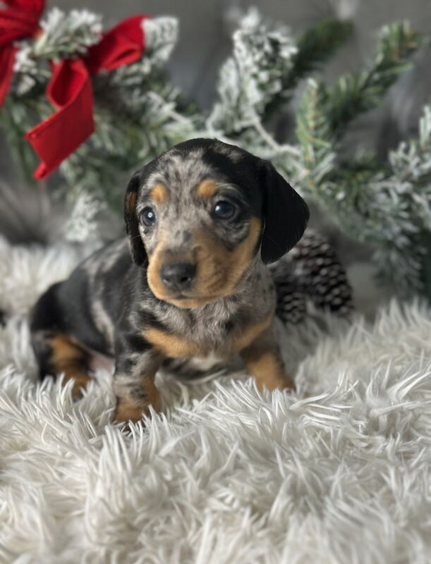 Miniature Dachshund Puppies for sale in Brentwood, Essex - Image 3