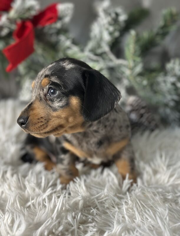 Miniature Dachshund Puppies for sale in Brentwood, Essex - Image 4