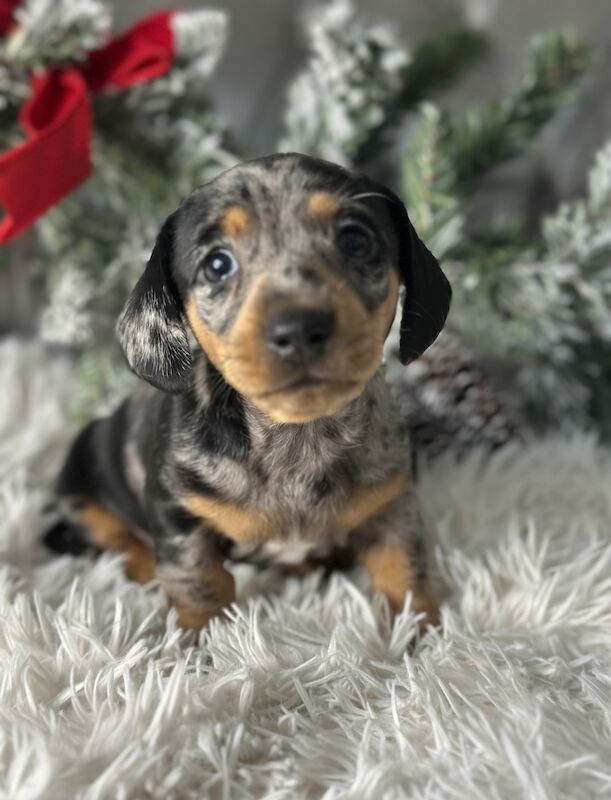 Miniature Dachshund Puppies for sale in Brentwood, Essex - Image 5