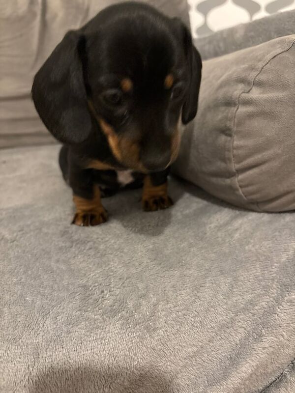 Miniature dachshund puppies for sale in Kingston upon Hull, East Riding of Yorkshire