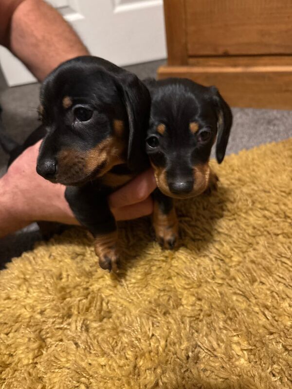 Miniature dachshund puppies for sale in Kingston upon Hull, East Riding of Yorkshire - Image 3