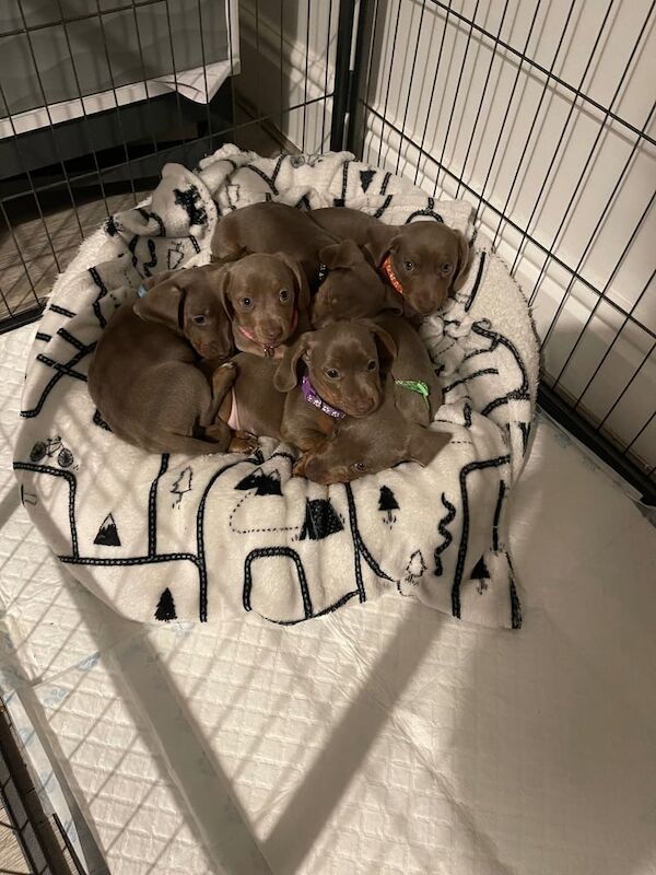 Miniature Dachshund puppies for sale in Shipley, West Yorkshire