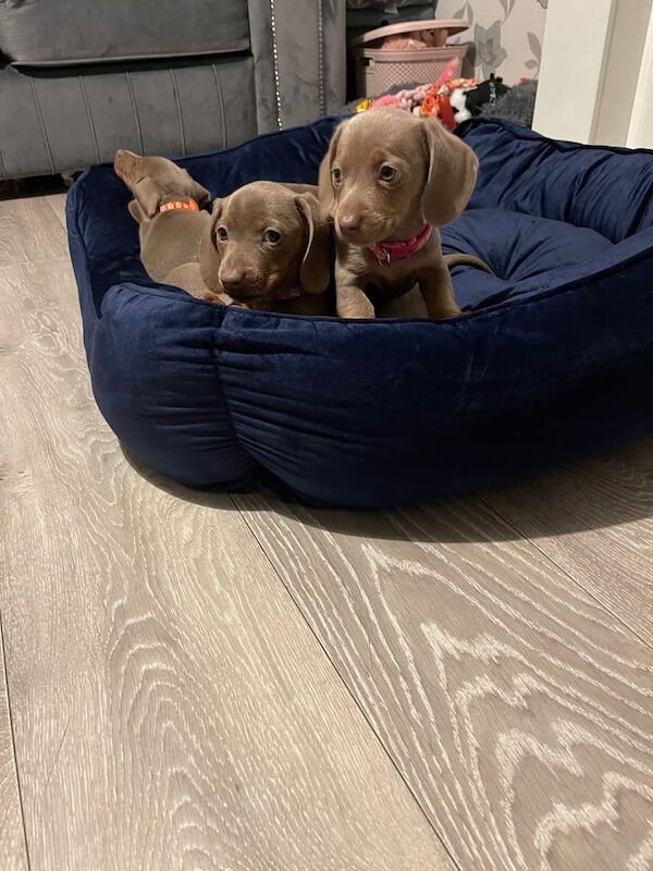 Miniature Dachshund puppies for sale in Shipley, West Yorkshire - Image 2