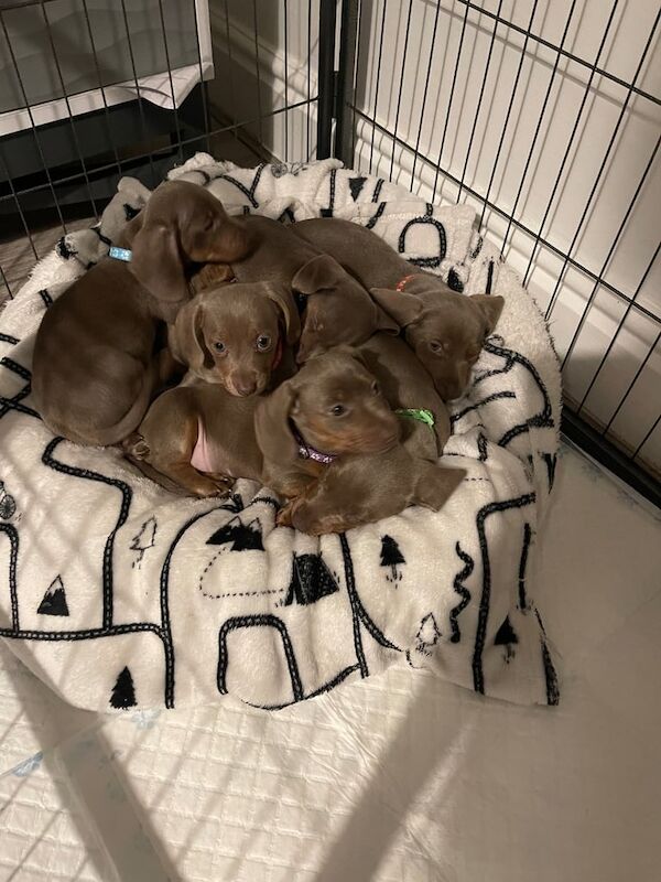 Miniature Dachshund puppies for sale in Shipley, West Yorkshire - Image 3