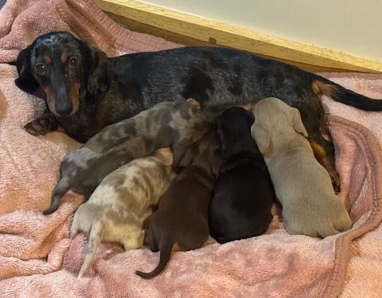 Miniature Dachshund Puppies for sale in Usk/Brynbuga, Monmouthshire