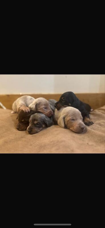 Miniature Dachshund Puppies for sale in Usk/Brynbuga, Monmouthshire - Image 3