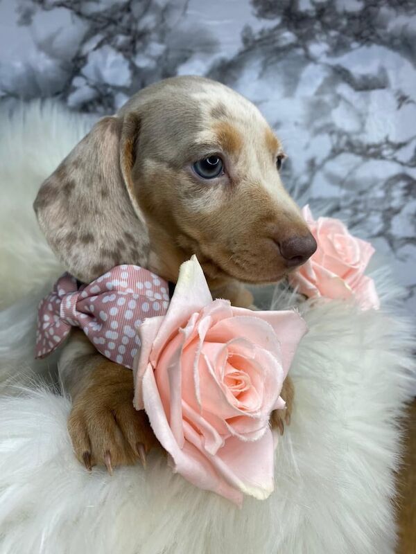 Miniature dachshund puppies for sale in Culverhouse Cross, South Glamorgan