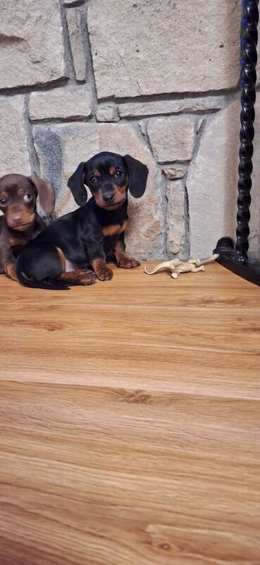 Miniature Dachshund Puppies