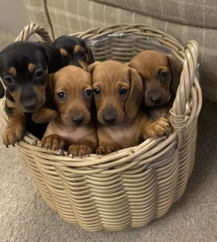 Miniature Dachshund Puppies for sale in St Asaph / Llanelwy, Clwyd