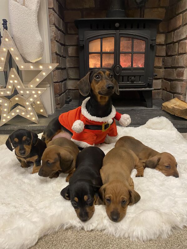 Miniature Dachshund Puppies for sale in St Asaph / Llanelwy, Clwyd - Image 2