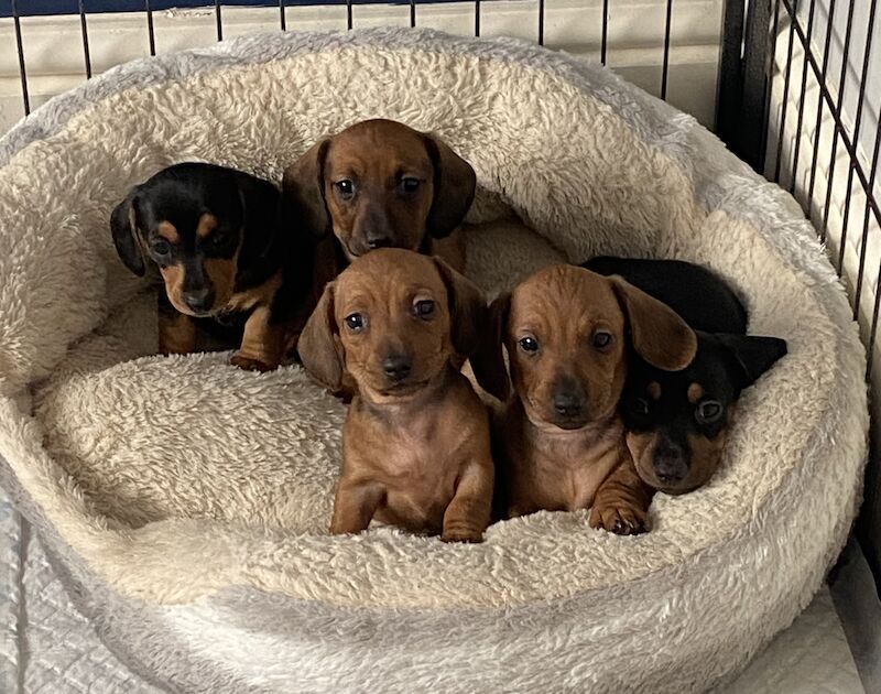 Miniature Dachshund Puppies for sale in St Asaph / Llanelwy, Clwyd - Image 3