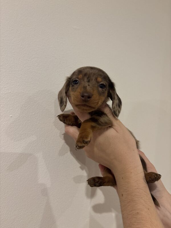 🎄Miniature Dachshund Puppies🎄 for sale in Newport / Casnewydd, Gwent