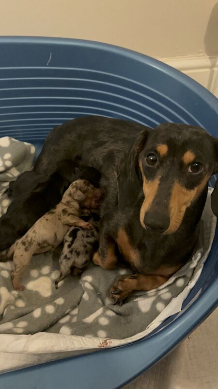 🎄Miniature Dachshund Puppies🎄 for sale in Newport / Casnewydd, Gwent - Image 2