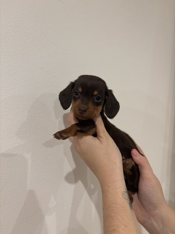 🎄Miniature Dachshund Puppies🎄 for sale in Newport / Casnewydd, Gwent - Image 3