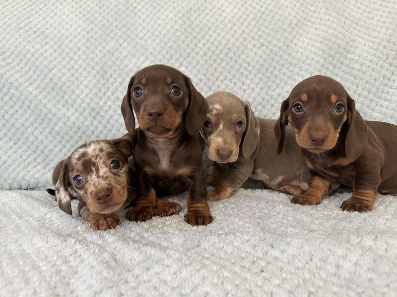 Miniature Dachshund puppies for sale in Rainham, Greater London