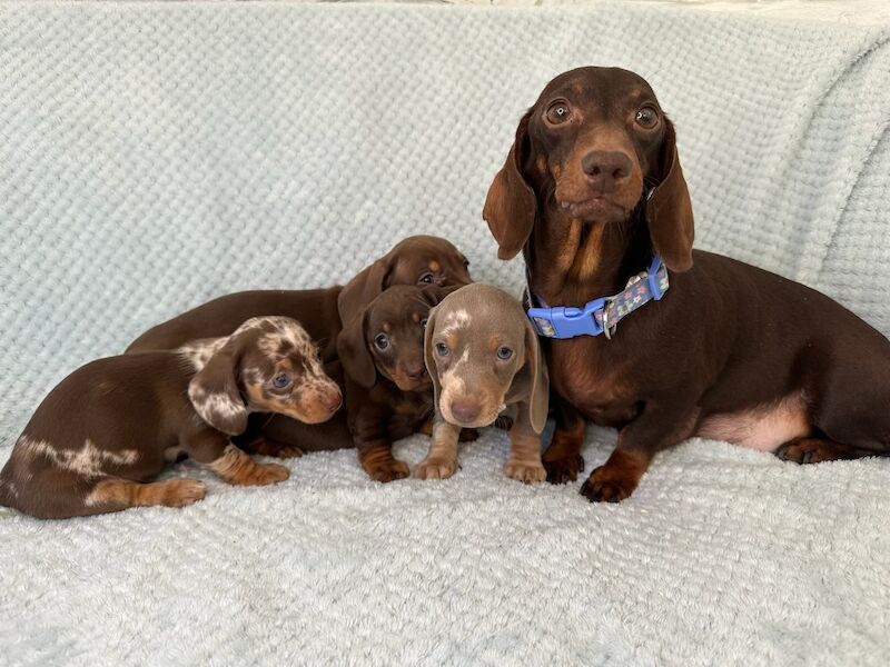 Miniature Dachshund puppies for sale in Rainham, Greater London - Image 2