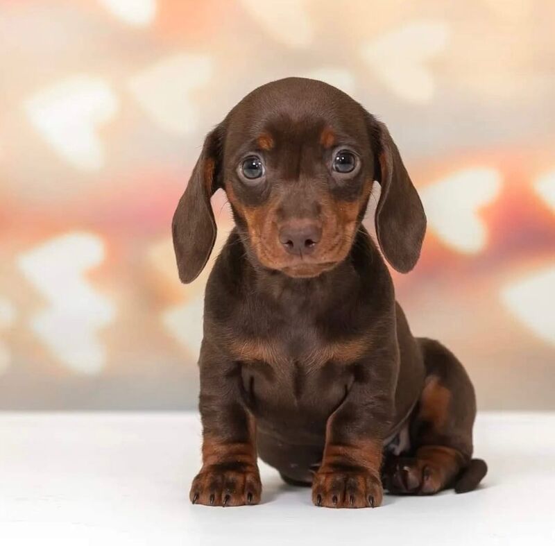 Miniature Dachshund puppies for sale in Rainham, Greater London - Image 3