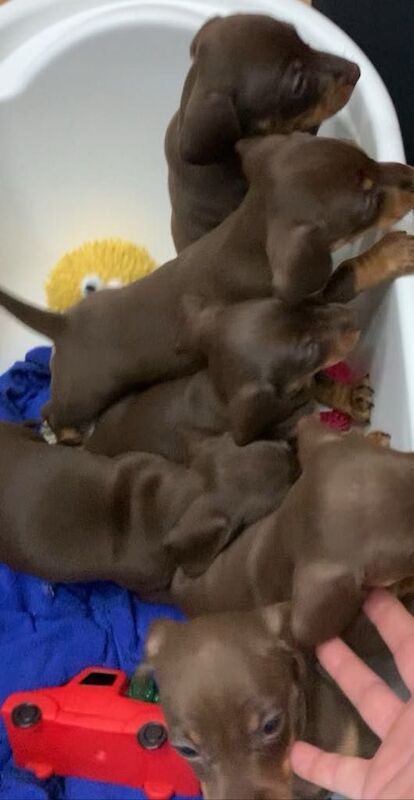 Miniature Dachshund Puppies for sale in Irvine, Ayrshire and Arran