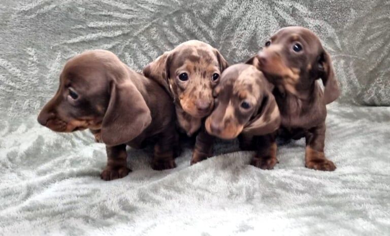 Miniature dachshund puppies for sale in Oakham, Rutland