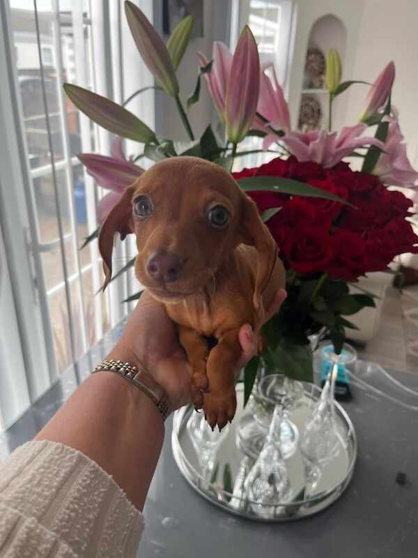 Miniature dachshund puppies for sale in Cardiff / Caerdydd, South Glamorgan