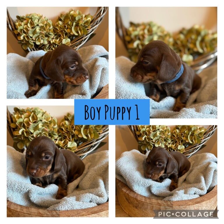 Miniature Dachshund Puppies for sale in York, North Yorkshire