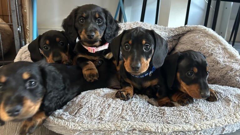 Miniature Dachshund Puppies for sale in Tonbridge, Kent