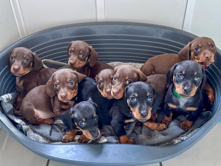 Miniature Dachshund Puppies for sale in Macclesfield, Cheshire