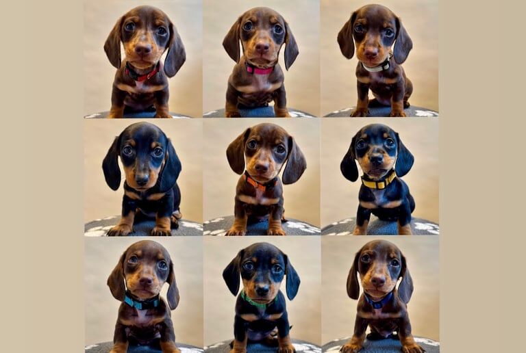 Miniature Dachshund Puppies for sale in Macclesfield, Cheshire - Image 2