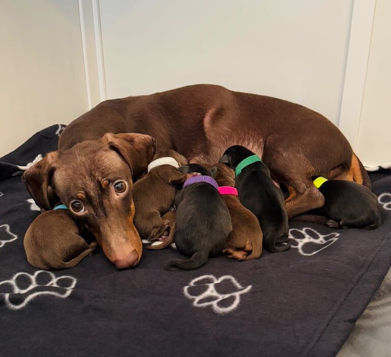 Miniature Dachshund Puppies for sale in Macclesfield, Cheshire - Image 3