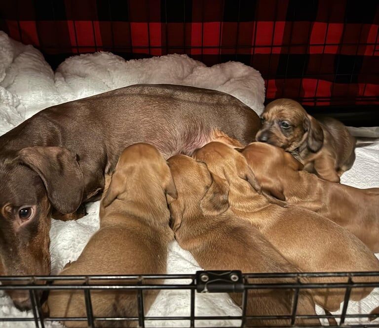 Miniature Dachshund Puppies for sale in Airdrie, Lanarkshire - Image 1