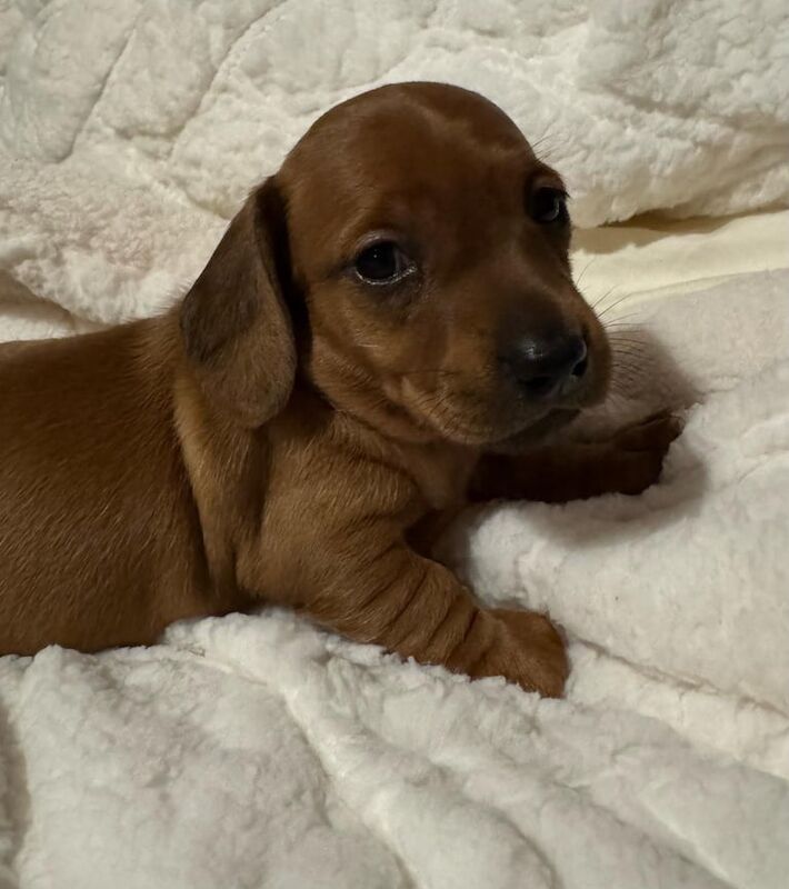 Miniature Dachshund Puppies for sale in Airdrie, Lanarkshire - Image 2