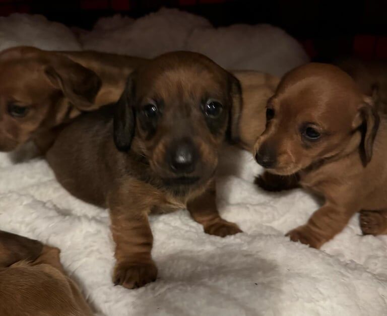 Miniature Dachshund Puppies for sale in Airdrie, Lanarkshire - Image 3