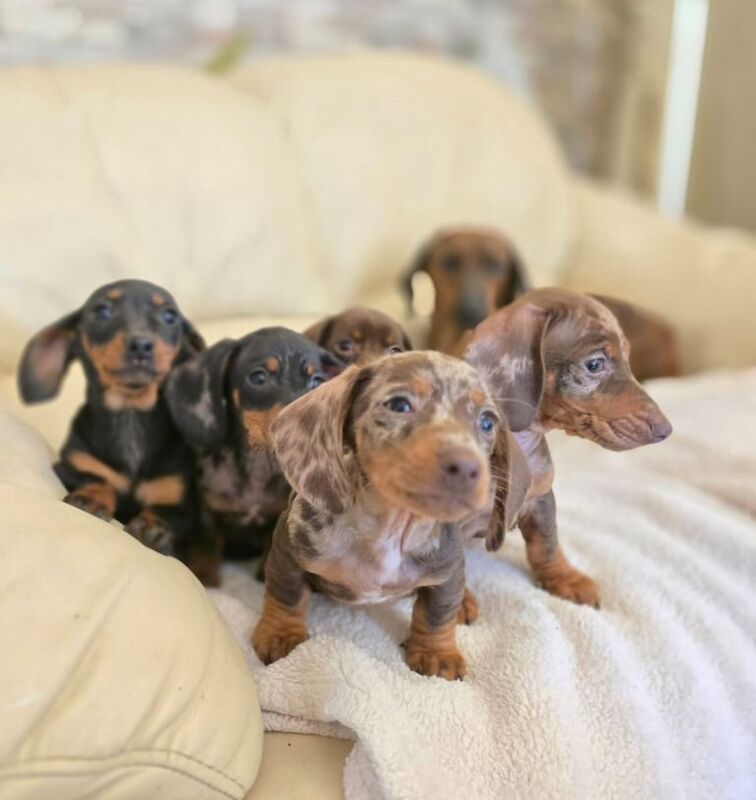 Miniature Dachshund puppies for sale in Bonnyrigg, Midlothian - Image 1