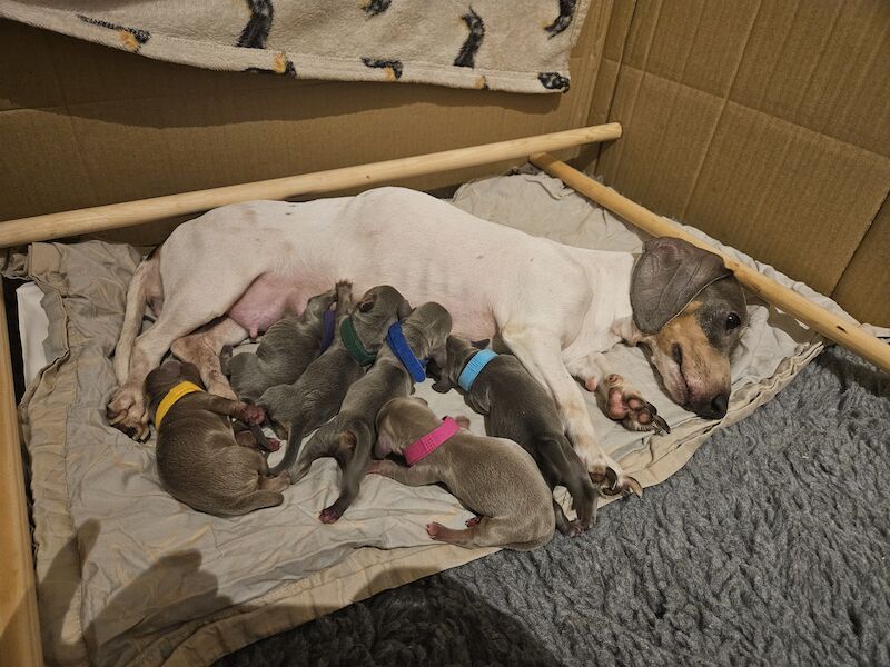 *1 Boy Left* Miniature Dachshund Puppies for sale in Warwick, Warwickshire - Image 5