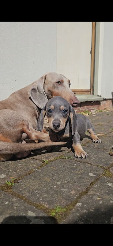 *1 Boy Left* Miniature Dachshund Puppies for sale in Warwick, Warwickshire