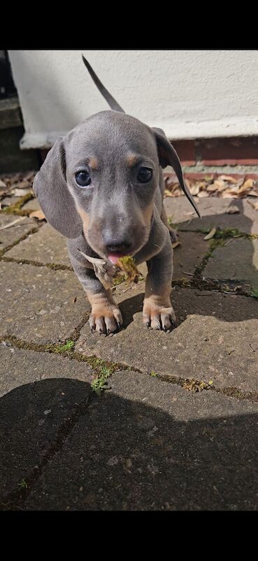 *1 Boy Left* Miniature Dachshund Puppies for sale in Warwick, Warwickshire - Image 2