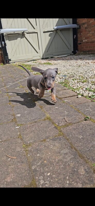 Dachshund Puppies for sale