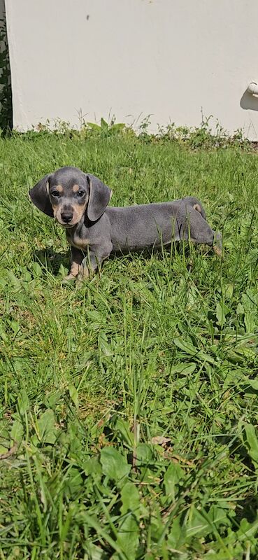 Dachshund Puppies for sale in Warwickshire