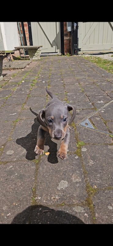 *1 Boy Left* Miniature Dachshund Puppies for sale in Warwick, Warwickshire - Image 8