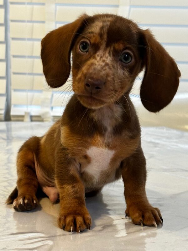 Miniature Dachshund Puppies 🐶 for sale in Hertfordshire 