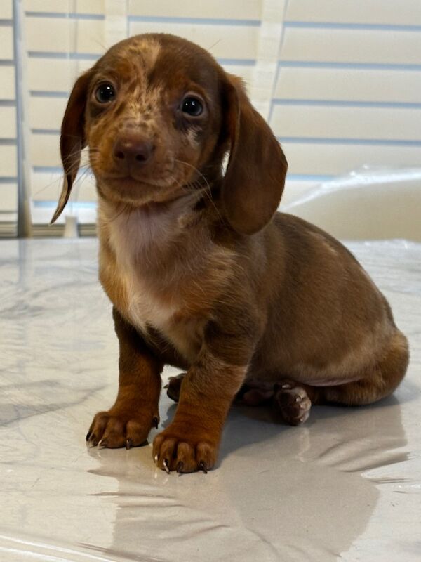 Dachshunds for sale in Hertfordshire 