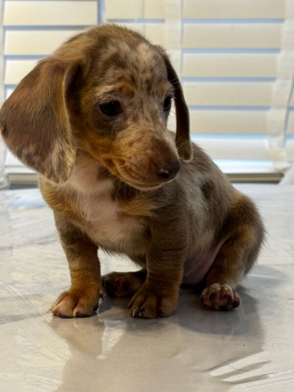 Dachshund Puppies for sale in Hertfordshire 