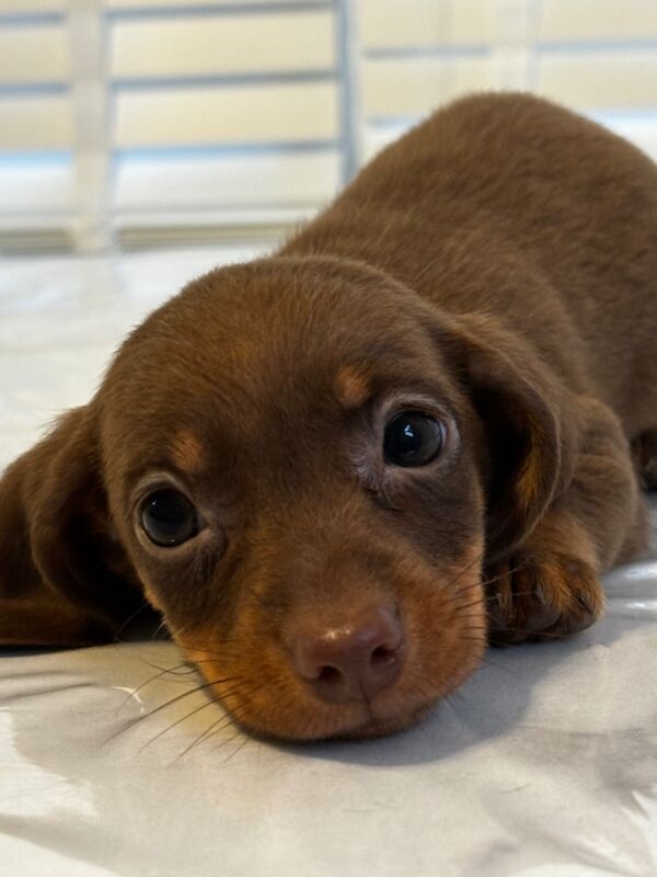 Dachshund Puppies for sale