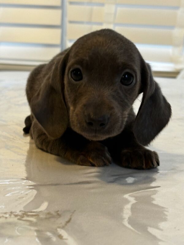 Miniature Dachshund Puppies 🐶 for sale in Hertfordshire - Image 5